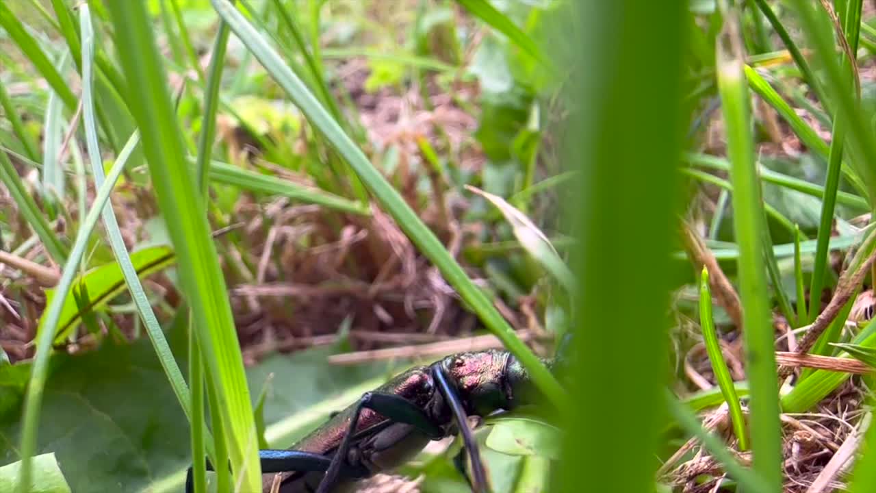 Wide angle close-up view of a Musk beetle (Aromia moschata) climbing on a blade of grass. Saaremaa, Estonia