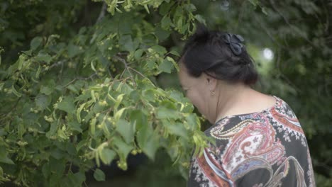 a 60-year-old woman is picking linden flowers from a tree during the summer, a well-being herb for a tea, close profile shot