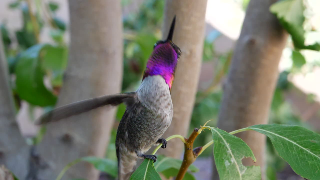 un colibrí de anna de color rosa brillante con plumas iridiscentes vuela y aterriza en cámara lenta sobre una hoja verde y luego mira con curiosidad la cámara y otros animales salvajes