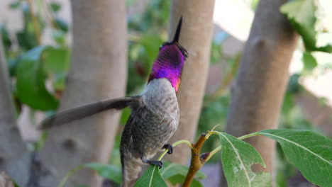 A-bright-pink-Anna's-Hummingbird-with-iridescent-feathers-flies-in-and-lands-in-slow-motion-on-a-green-leaf-then-looks-around-curiously-at-the-camera-and-other-wildlife