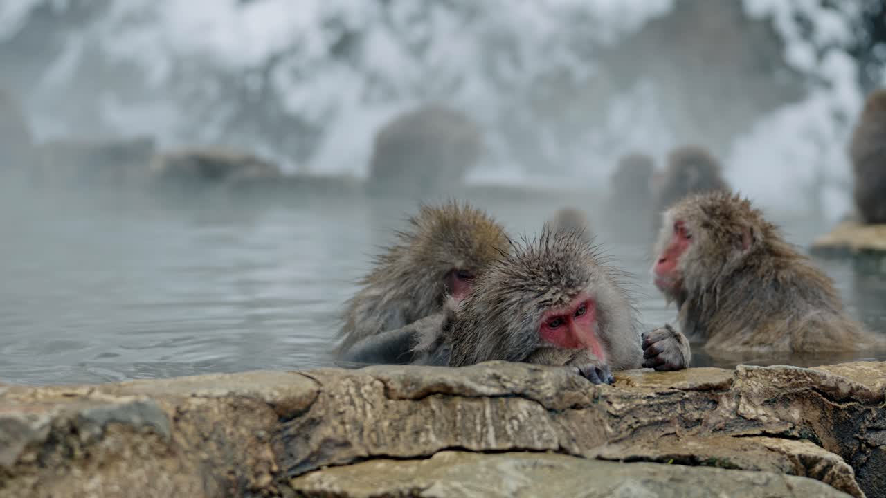 A snow monkey carefully removes parasites from its companion in the tranquil Jigokudani Onsen, surrounded by steam and a serene snowy landscape in Yamanouchi, Japan.