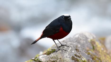 the white-capped redstart is known for its white lovely crown, dark blue-blackish wings and brown under feathers and its tail starts with red