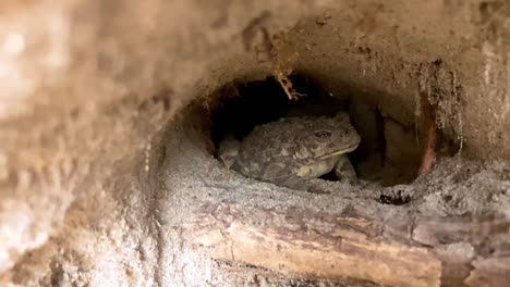toad eats a small bug in hiding hole. slow motion. 240 fps