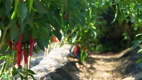 red spicy pepper crop plants in the garden at sunset close-up