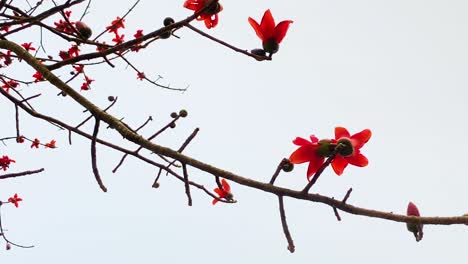 disparo rotativo medio de la flor de shimul que cae de la rama del árbol de algodón de seda roja