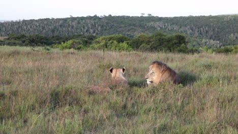 Un-León-Macho-Y-Una-Hembra,-Panthera-Leo-Descansan-En-La-Hierba-Alta-Alrededor-Del-Borde-De-Un-Pozo-De-Agua-En-La-Reserva-Privada-De-Caza-Kariega-En-La-Región-Del-Cabo-Oriental-De-Sudáfrica