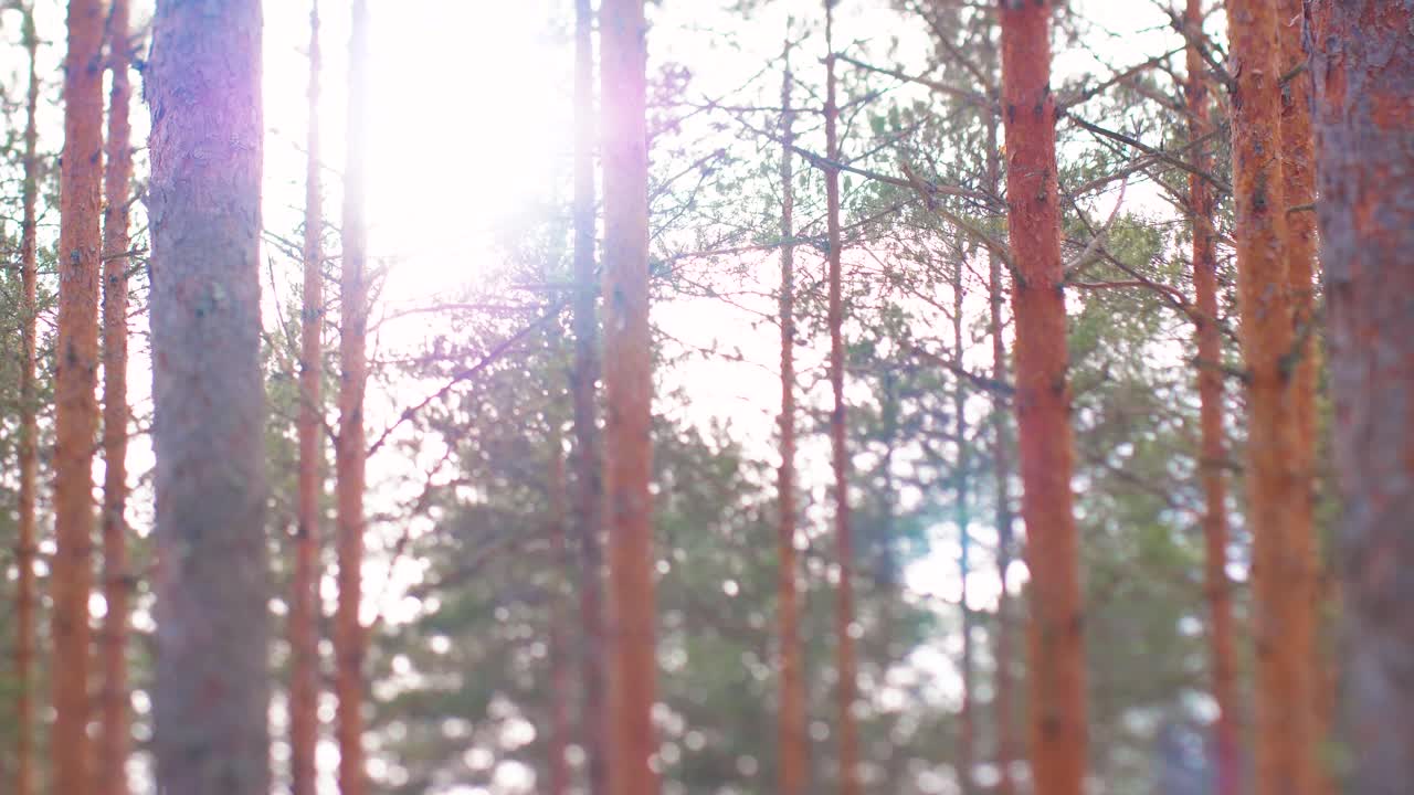 последний принесет в лес новые саженцы сосны