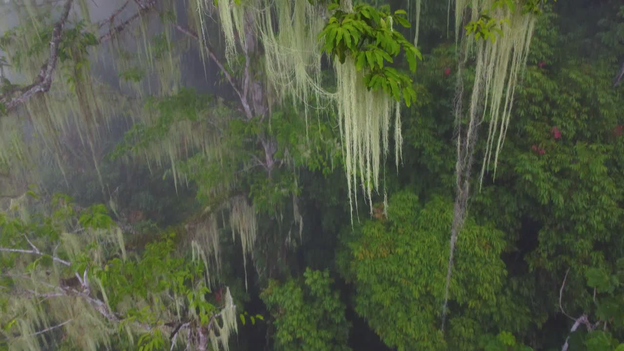 espectacular toma aérea de drone descendiendo a través de las copas de los árboles de un bosque cubierto de líquenes colgando de las ramas en minca, colombia