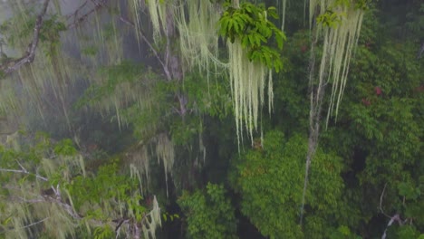 spectacular aerial drone shot descending through the treetops of a forest covered in lichen hanging from the branches in minca, columbia