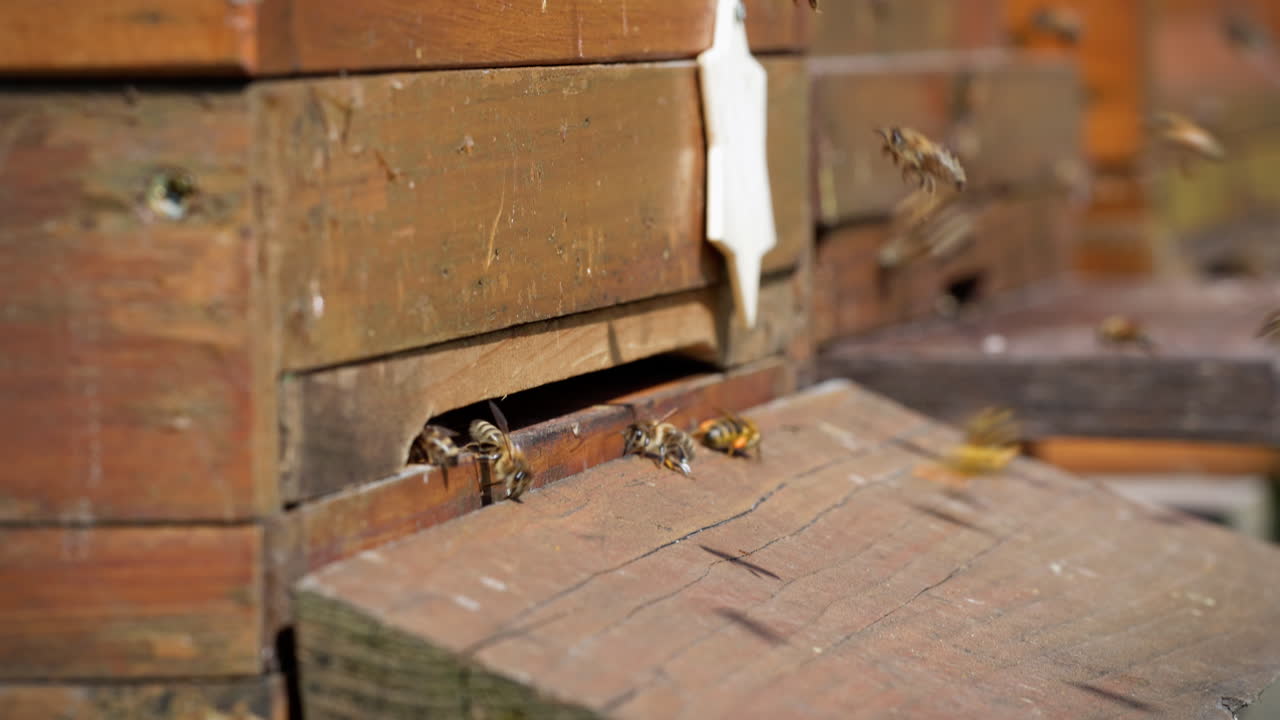 Wider shot of bees at the entrance to their hive. Some come out of the hive and start their flight, while others return to their bee colony from their flight.