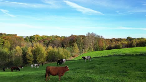 flying over cows grazing in the meadows on a farm in germany