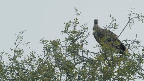 buitre de cabeza blanca posado en un árbol, parque nacional kruger de sudáfrica - 4k