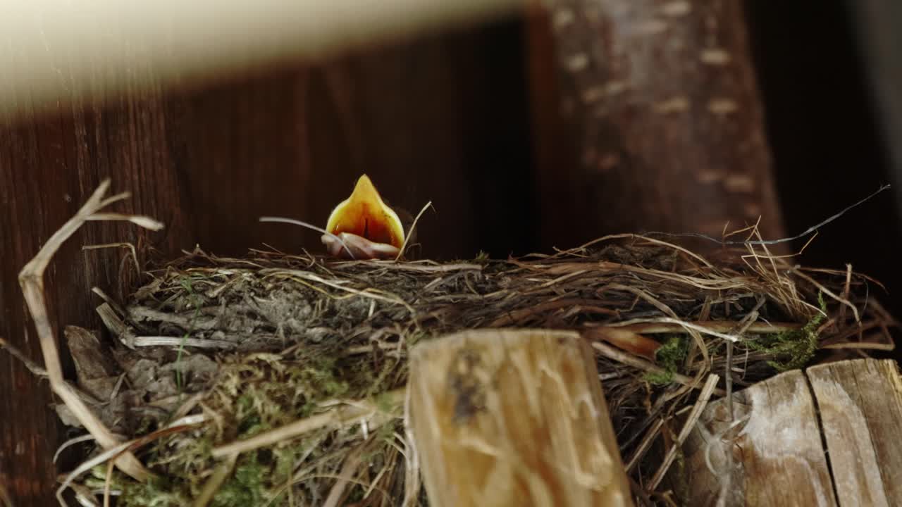 Little blackbird chick looking out of the nest waiting for food