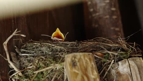 Little-blackbird-chick-looking-out-of-the-nest-waiting-for-food