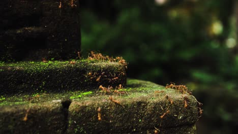 a fire ant colony working over mossy green bricks on an old angkorian temple