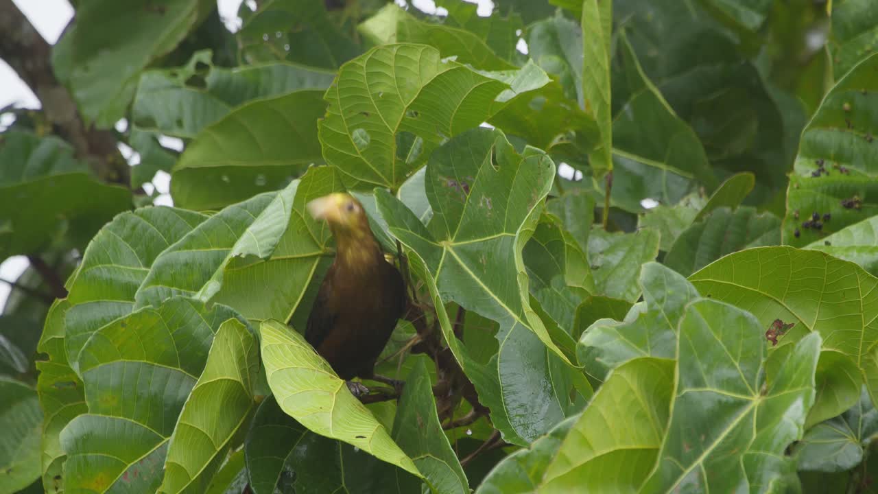 Un uccello oropendola marrone è visto posato all'estremità di un ramo d'albero con grandi foglie verdi, becca dentro e poi vola via.