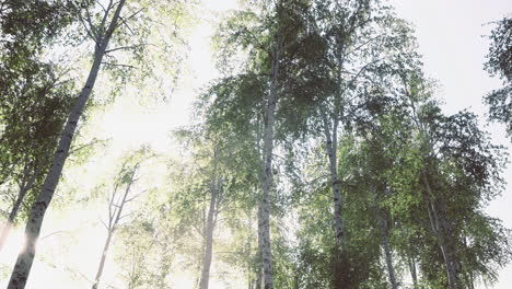 sunlight filtering through tall trees in a serene forest setting
