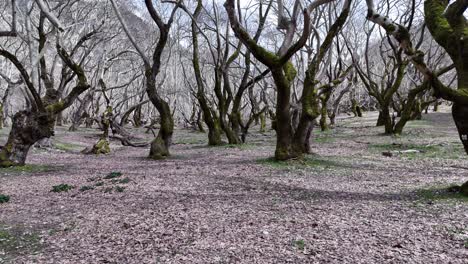 Bosque-De-Invierno-|-Ambiente-Tranquilo-De-Un-Bosque-En-Grecia-|-4k