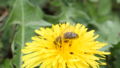 close up shot of a bee sucking nectar out of a dandelion next to some small bugs