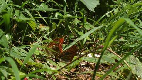 Two-wall-brown-butterflies-stretching-wings-on-a-leaves,-third-flying-over