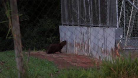 Long-shot-of-a-capybara-gnawing-something-on-the-wall