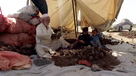 chilgoza extraction with grandpa and his grandsons