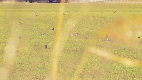 Lapwing-flock-resting-on-agricultural-field,-sunny-spring-day,-medium-shot-from-a-distance-trough-grass