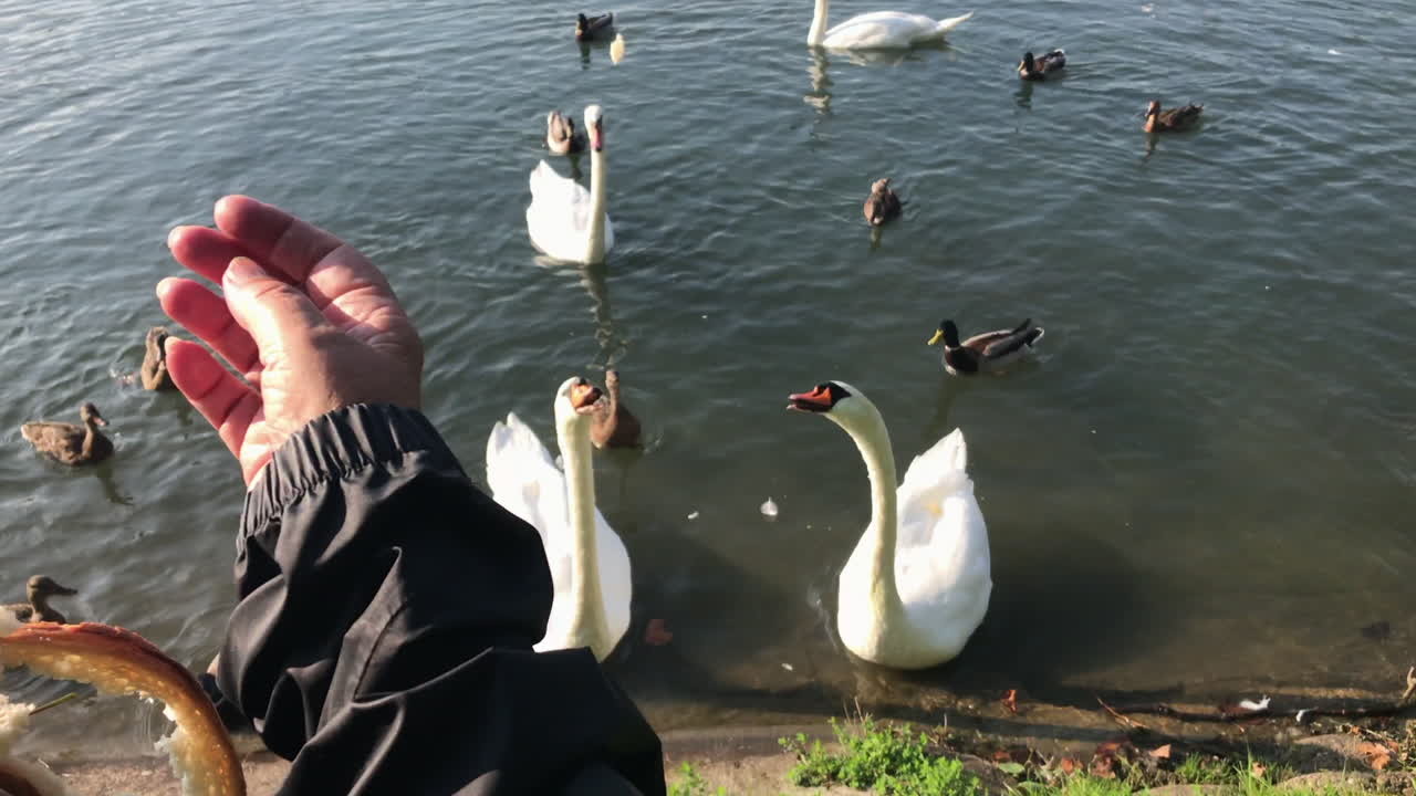 오리와 백조에게 빵을 먹이다