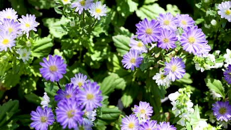 hermosas flores de aster púrpura y blanca