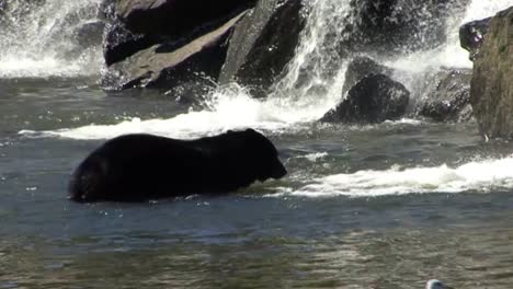 Black-bear-trying-to-catch-salmon-in-Ketchikan,-Alaska