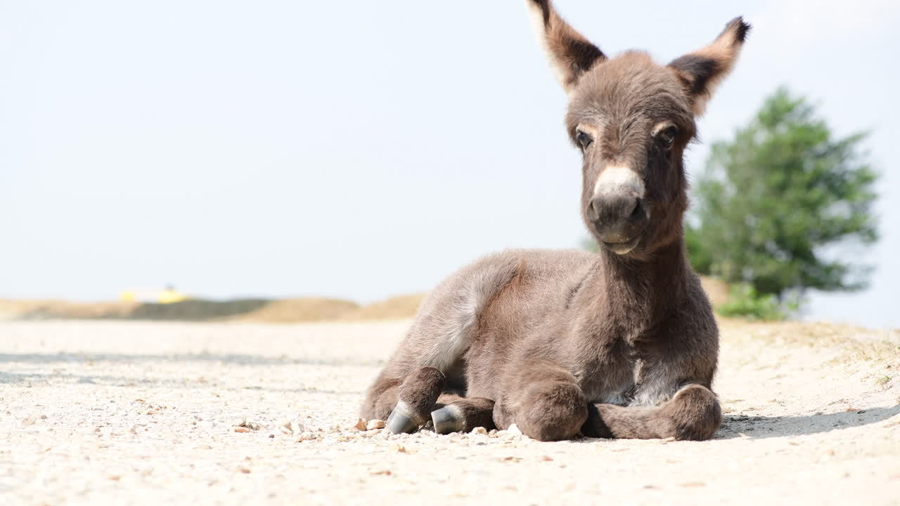 close up of an adorable baby donkey lead down looking into camera taken in the new forest, room for text copy space to the right side