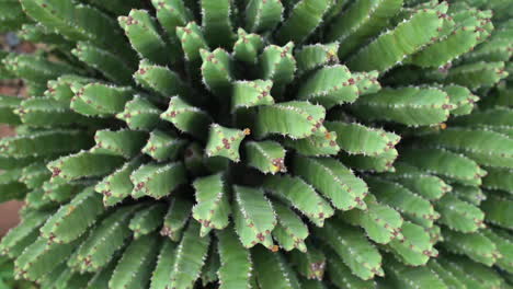 vista superior de las plantas de cactus verdes en el paisaje desértico de arizona