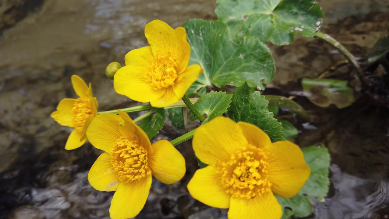 Fiori di ranuncolo nel ruscello del bosco
