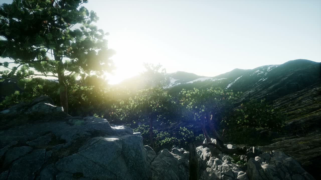 나무들을 가로지르는  ⁇ 빛