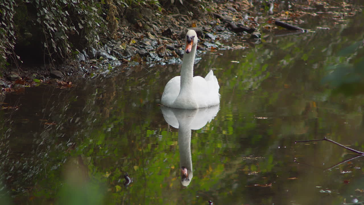 un hermoso y elegante cisne blanco aislado en un lago con reflejo