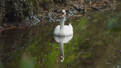 a beautiful graceful white swan isolated in a lake with reflection