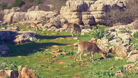 several ibex goats  on south of spain