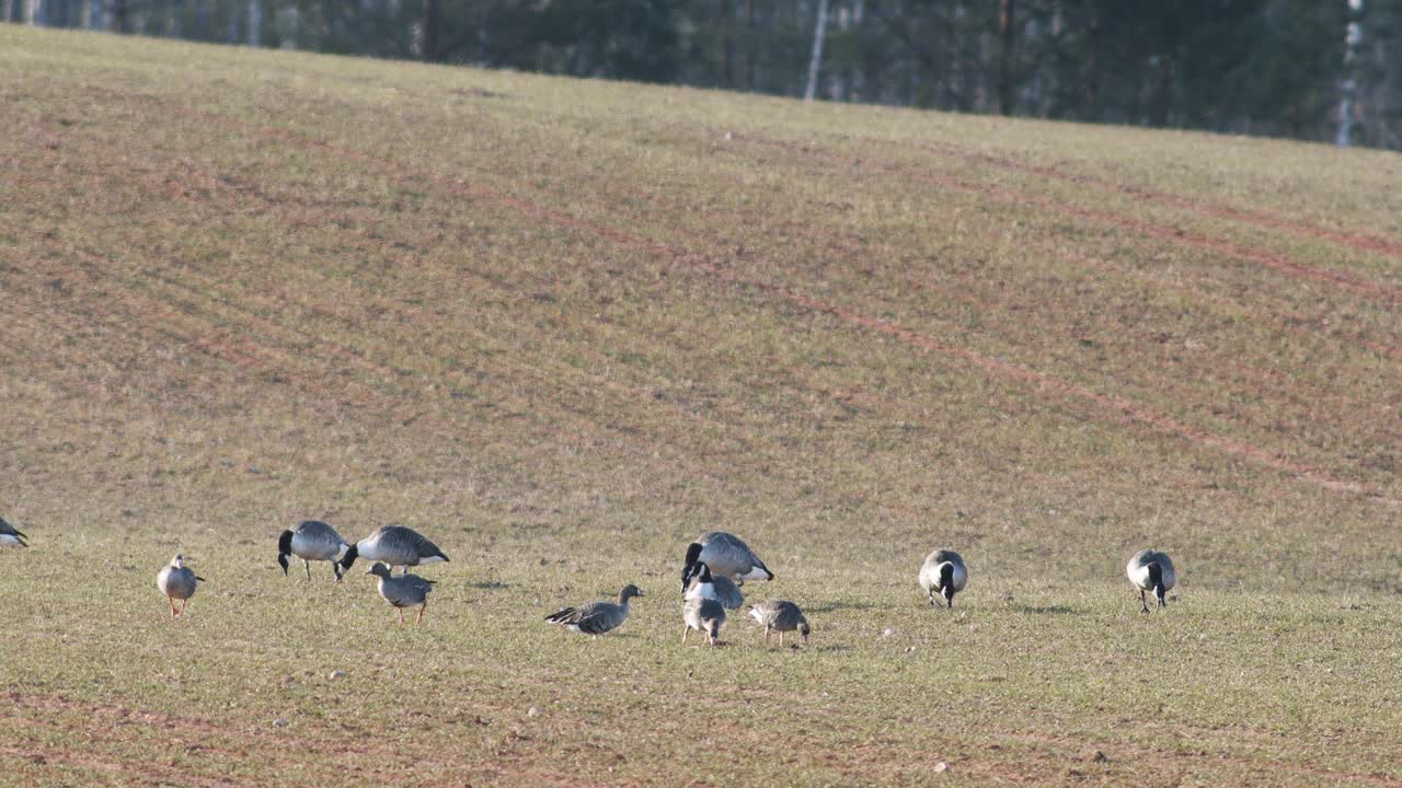 una pequeña bandada de ganso canadiense branta canadiensis en el campo de trigo de invierno en la migración de primavera