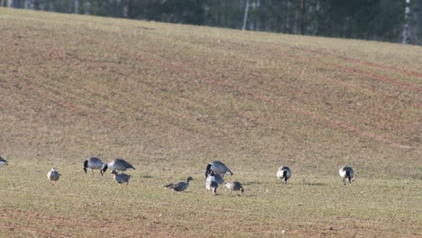 una pequeña bandada de ganso canadiense branta canadiensis en el campo de trigo de invierno en la migración de primavera