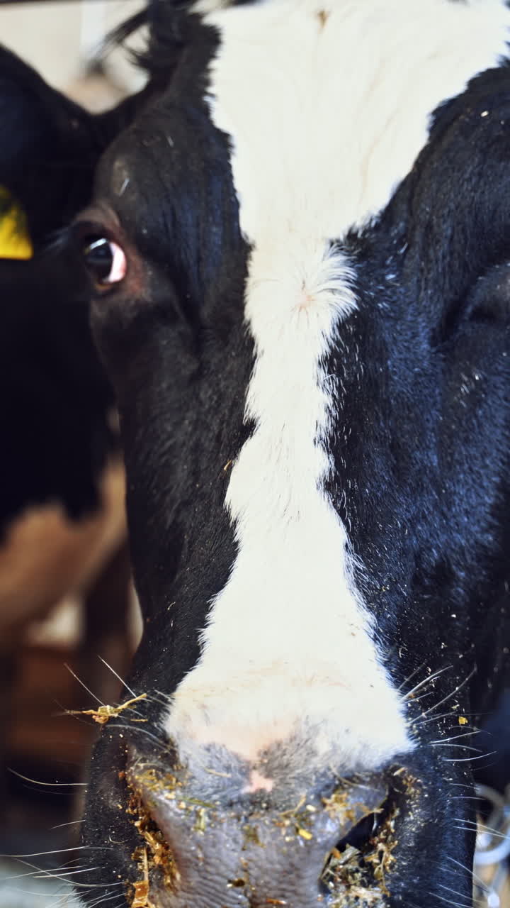 Milk cows in the cowshed. Black and white cows inside the barn. Dairy animals on the farm. Close-up. Vertical video
