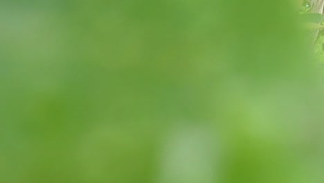 orgánica madura con bayas suculentas, justo lista para recoger, planta de arándanos que crece en un campo de jardín