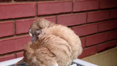 a gray ugly bird is cleaning it's feathers and looking at the camera