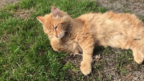 a red stray cat licking its paw