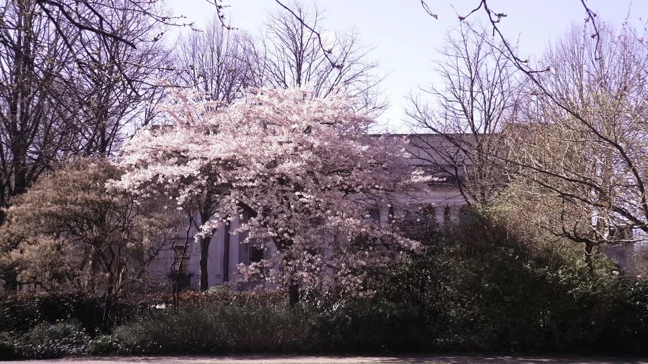 마을 회관 주변의 나무