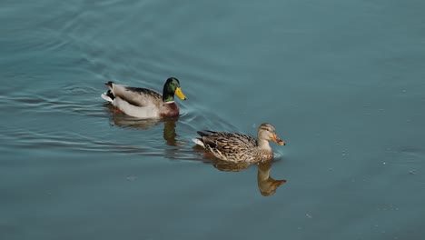 Close-up-of-two-beautiful-ducks-swimming-down-the-river