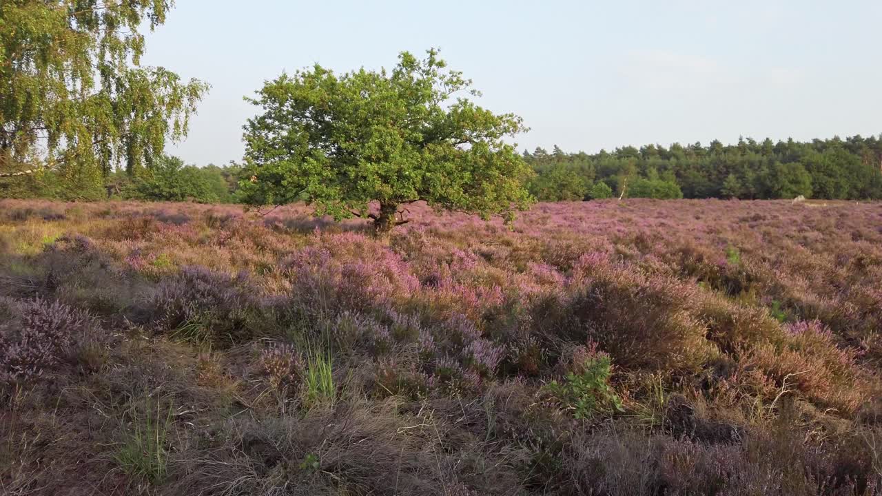 Langzame opname en wandeling door paars bloeiende heide, Nationaal Park De Meinweg, Nederland - 4k60p