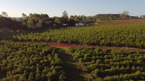 Aerial-View-of-Crossroad-in-Yerba-Mate-Plantation,-Traditional-Drink-of-Argentina