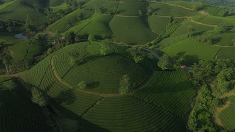 vista aérea de las colinas de long coc tea en vietnam