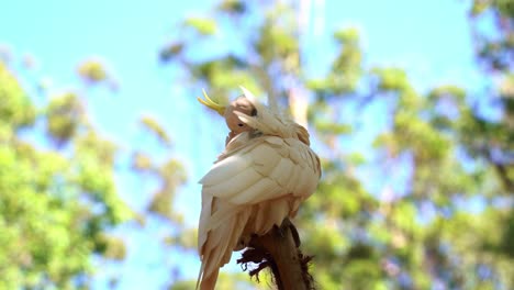 Close-up-shot-of-a-beautiful-sulphur-crested-cockatoo,-cacatua-galerita-with-yellow-crest,-perching-at-treetop,-preening-and-grooming-its-white-feathers-against-blurred-dreamy-bokeh-leafy-background