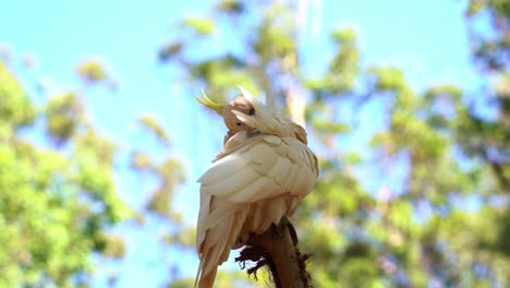 Primer-Plano-De-Una-Hermosa-Cacatúa-Con-Cresta-De-Azufre,-Cacatua-Galerita-Con-Cresta-Amarilla,-Posada-En-La-Copa-De-Un-árbol,-Acicalándose-Y-Arreglando-Sus-Plumas-Blancas-Contra-Un-Fondo-Borroso-De-Ensueño-Bokeh-Frondoso